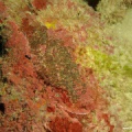 Amphiprion bicinctus (Rotmeeranemonenfisch) Gelege